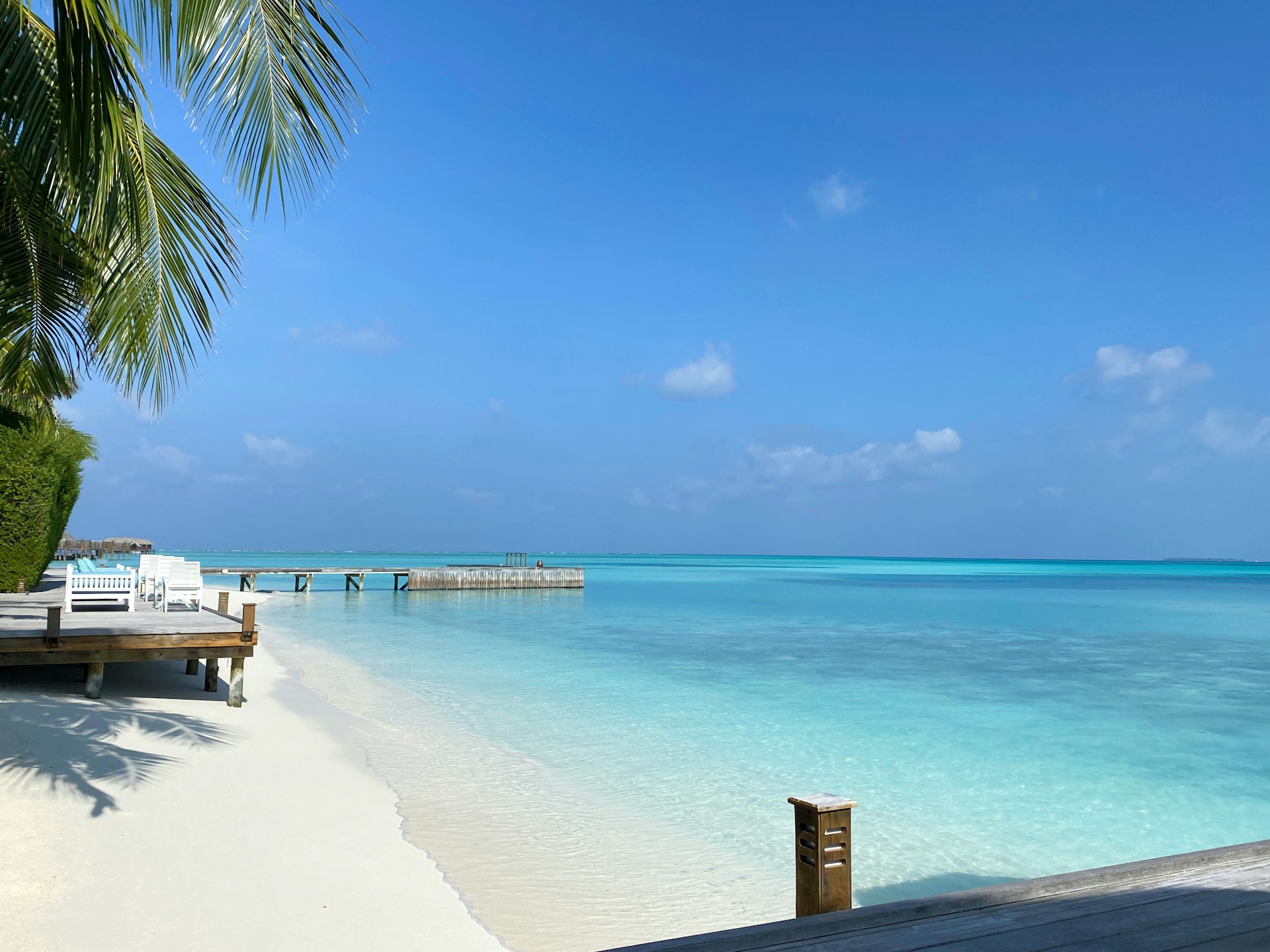 palm tree on beach shore during daytime